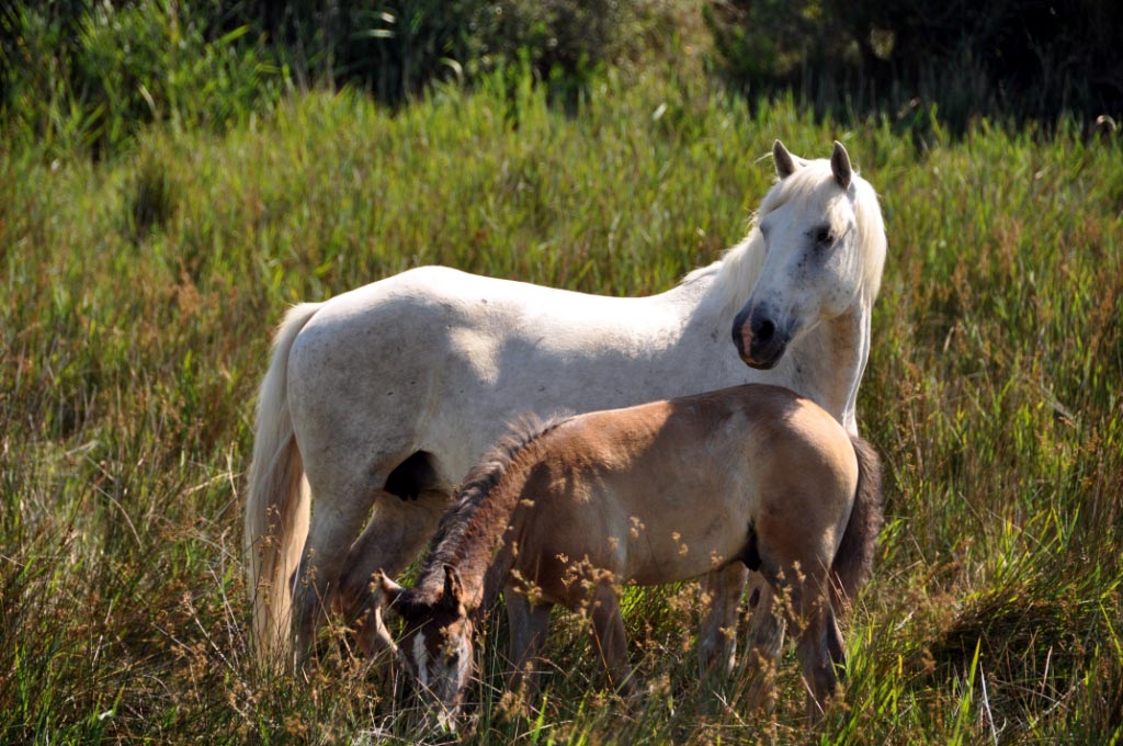 France, Provence, Camargue, Saintes Maries de la Mer